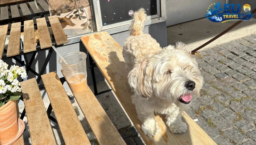 Where to Stay with Your Dog in Frederiksberg