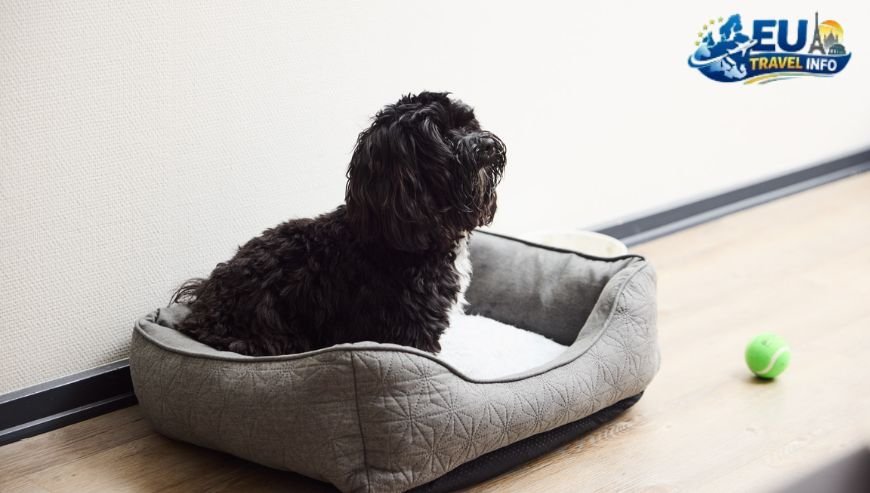 Where to Stay with Your Dog in Odense