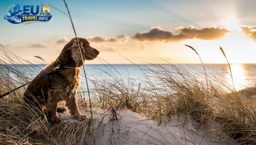 Where to Stay with Your Dog in Ringkøbing