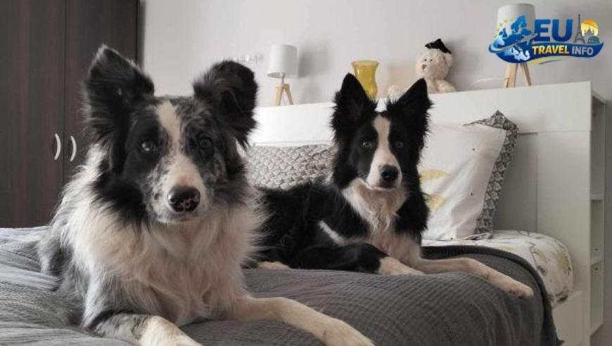 Where to Stay with Your Dog in Strasbourg