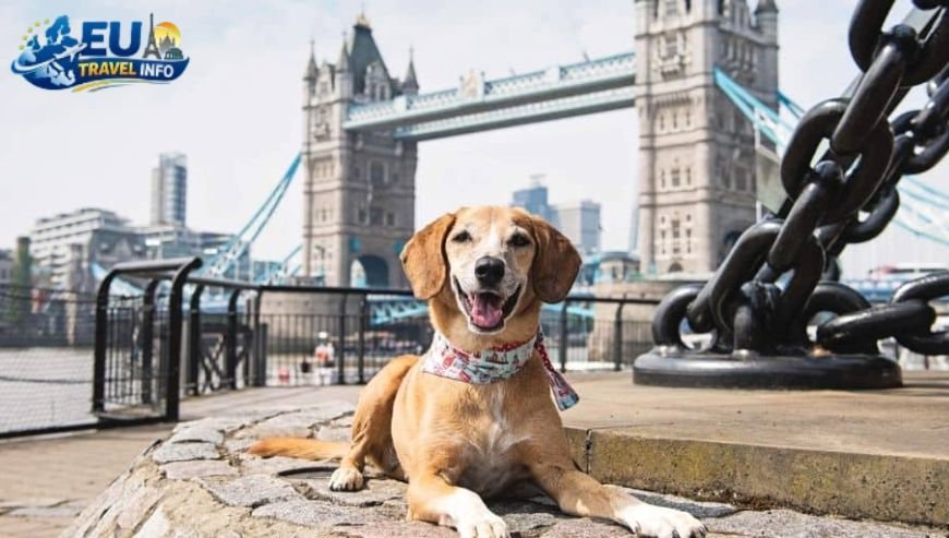 Where to Visit in Aalborg Top Activities and Sightseeing dog