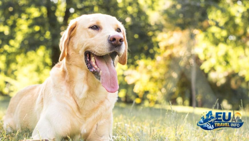 Where to visit in Le Havre dog