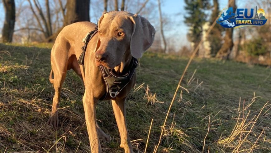 Where to visit in Strasbourg dog