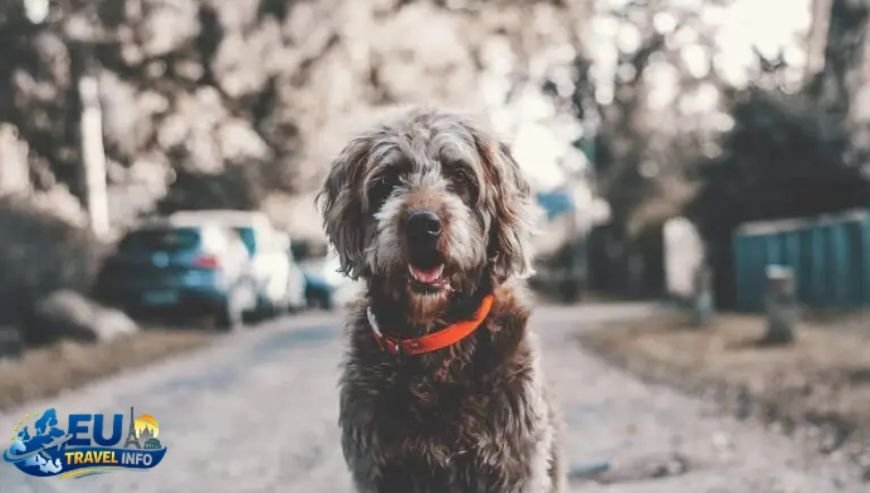 Why Bourscheid is Perfect for You and Your Dog