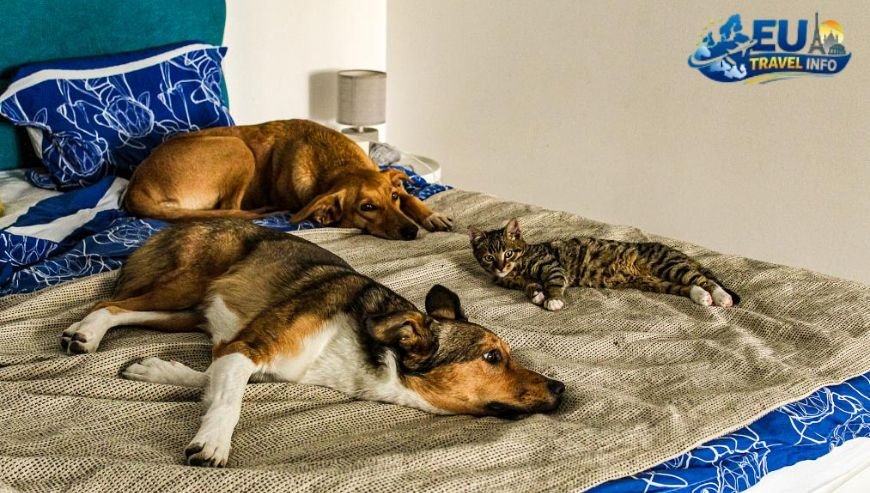 Why I Chose Cluj-Napoca dog