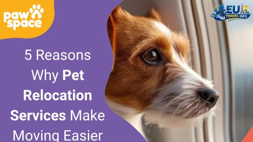 Why I Chose a Professional Relocation Service dog