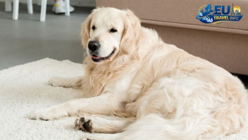 Why Kuldīga Stole My Heart dog