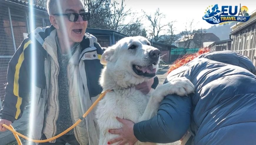 Why Prague Is a Dog Heaven