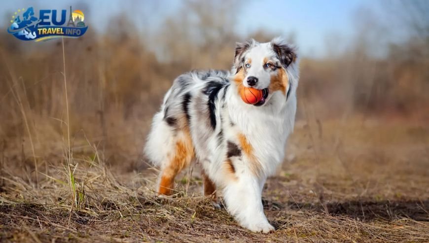 Why Serravalle is the Perfect Base dog