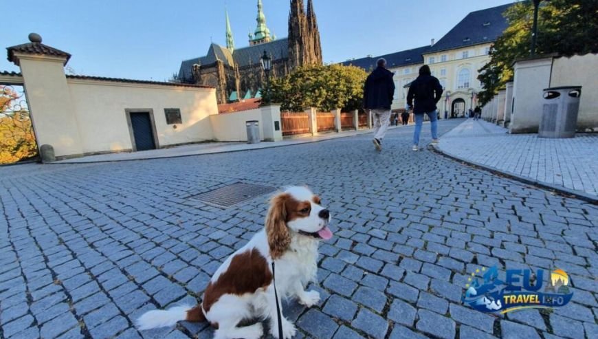 Why You Should Bring Your Best Friend to Prague dog