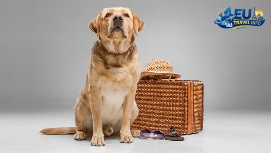 Why You Should Choose Italy for Your Dog