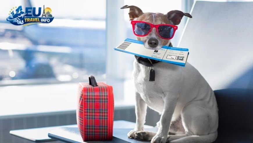 Why You Should Choose Koper for Your Next Trip dog