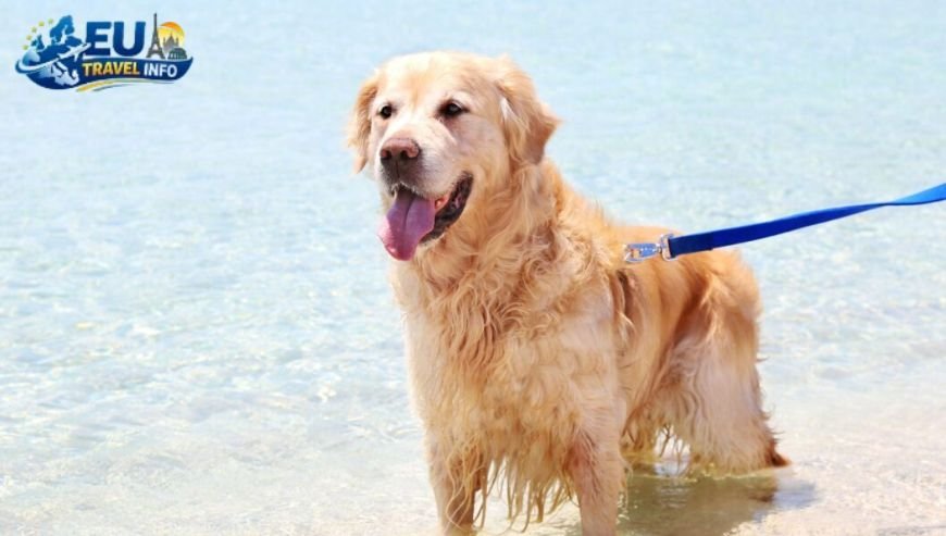 Why You Should Choose Mykonos for Your Dog