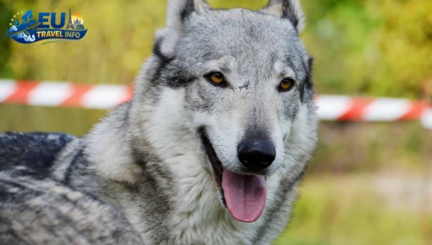 Why the Czech Republic is a Dog Haven