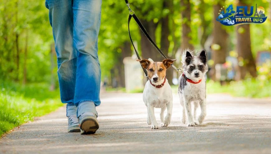 Why the Netherlands is a Dream for Pups