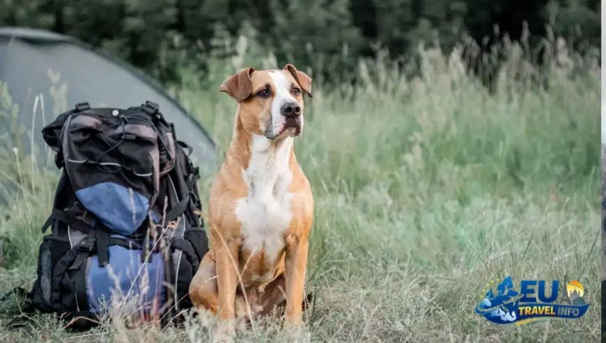 Wild Camping and Local Laws dog