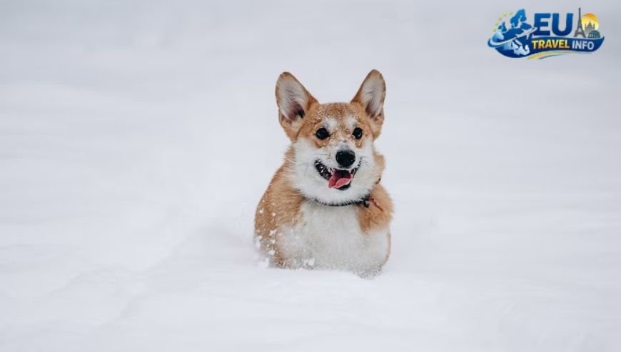 Winter Magic in the Snow dog