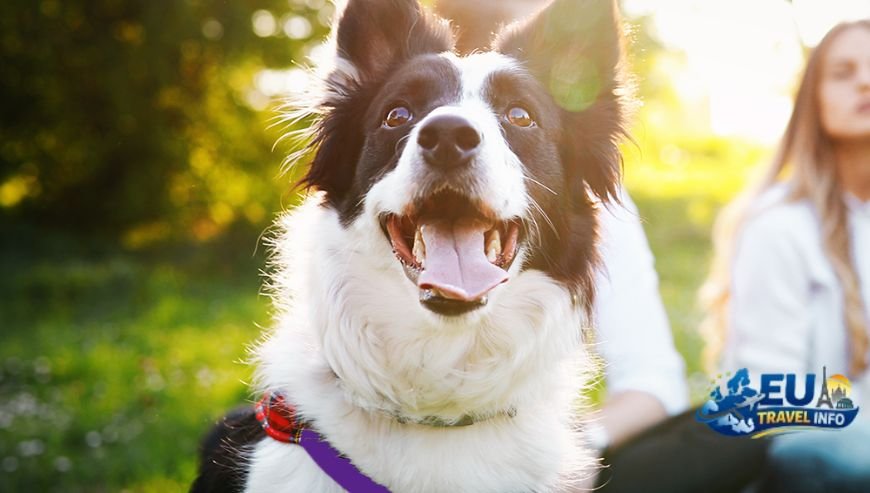 Your Mom (Tvoje máma) dog