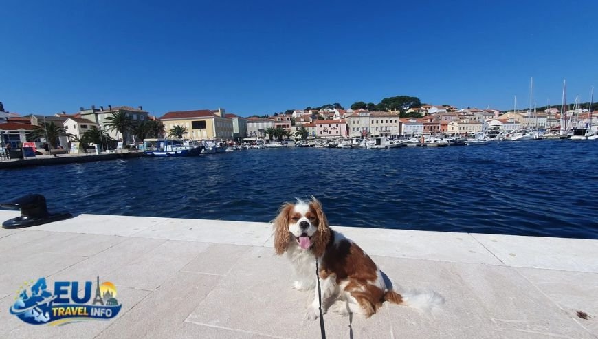 Zagreb The Lively Capital dog