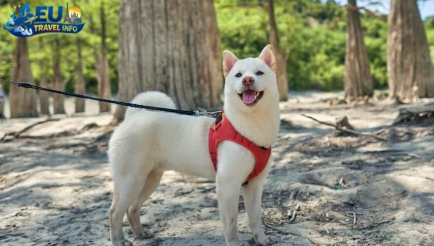 Zurich, Switzerland dog