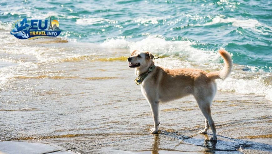 best dog friendly beaches France