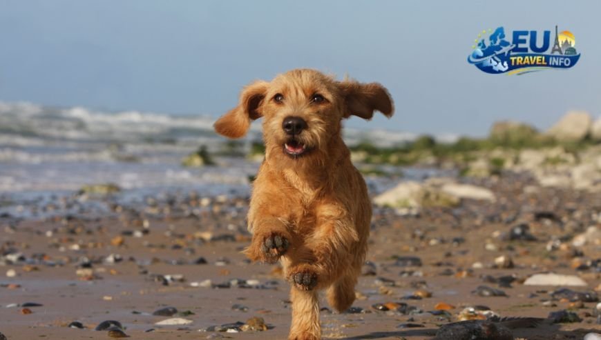 best dog-friendly campsites france