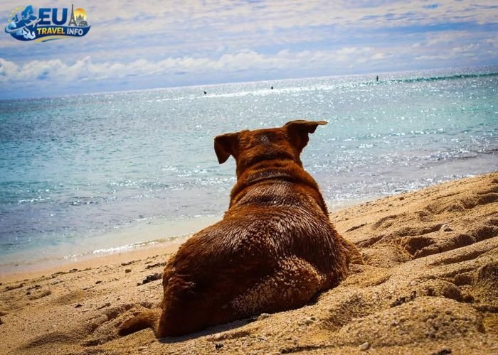 dog friendly beaches denmark