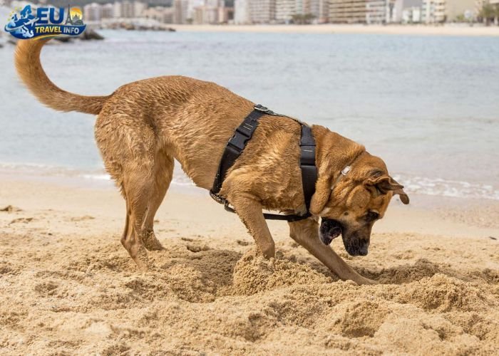 dog friendly beaches europe