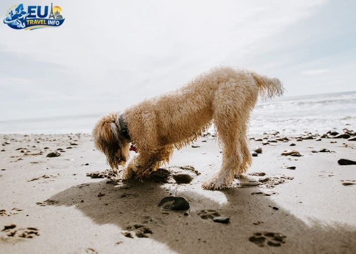 dog friendly beaches europe