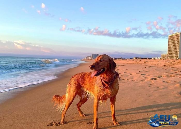 dog friendly beaches france
