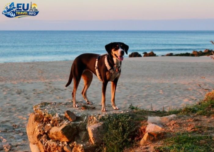 dog friendly beaches in portugal