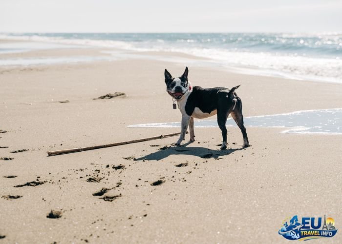 dog friendly beaches malta