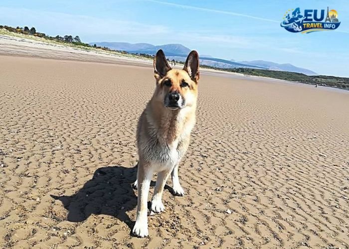 dog friendly beaches netherlands