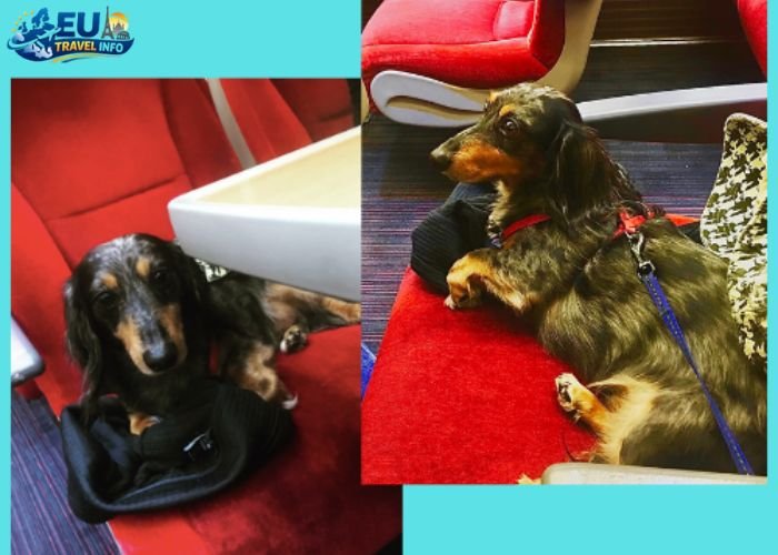 dog friendly hostels europe