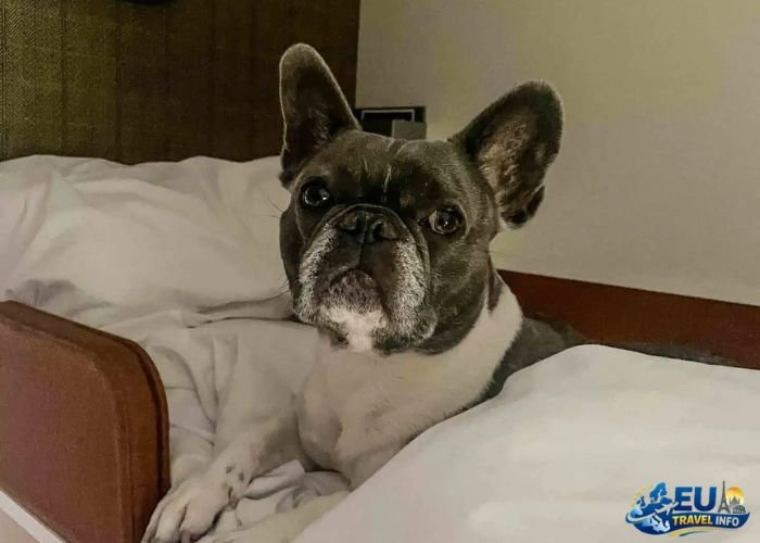 dog friendly sleeper trains europe