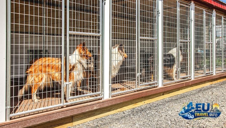 dog kennel boarding near me