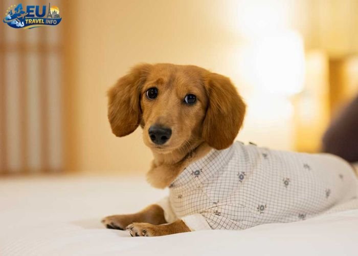 is Europe Dog Friendly