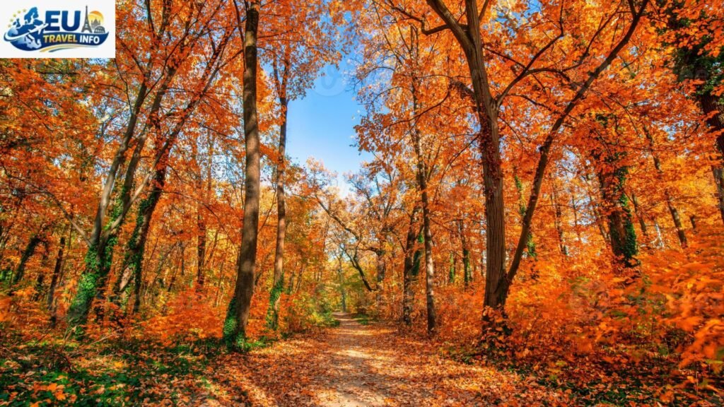 Autumn Golden Leaves and Quiet Paths