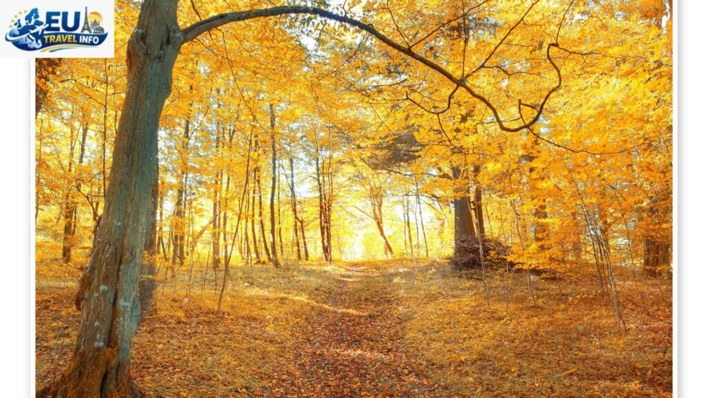 Autumn The Golden Choice