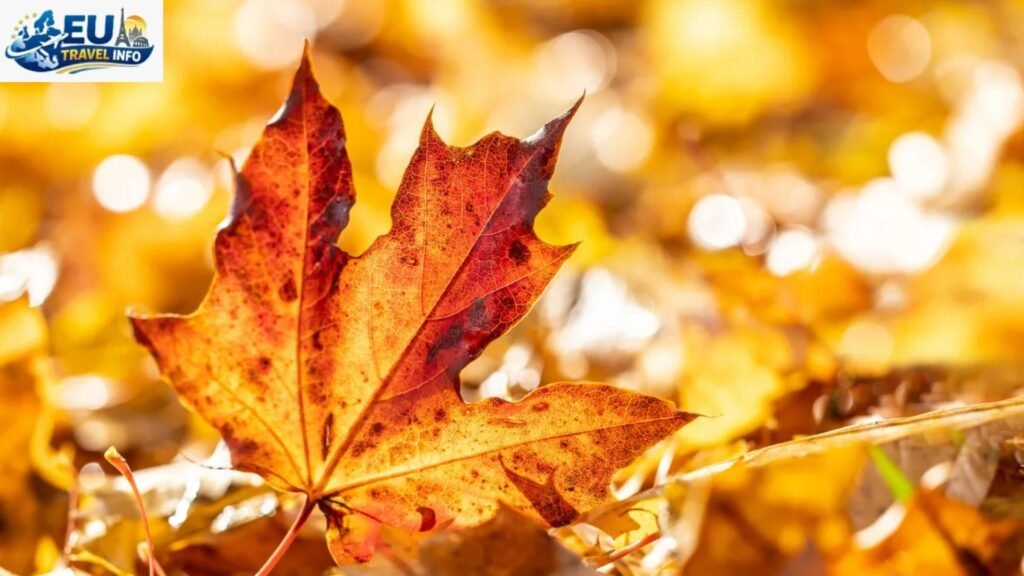 Autumn The Golden Season (September to October)