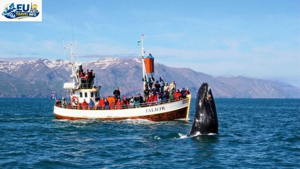 Best Time To Visit Iceland For Whale Watching