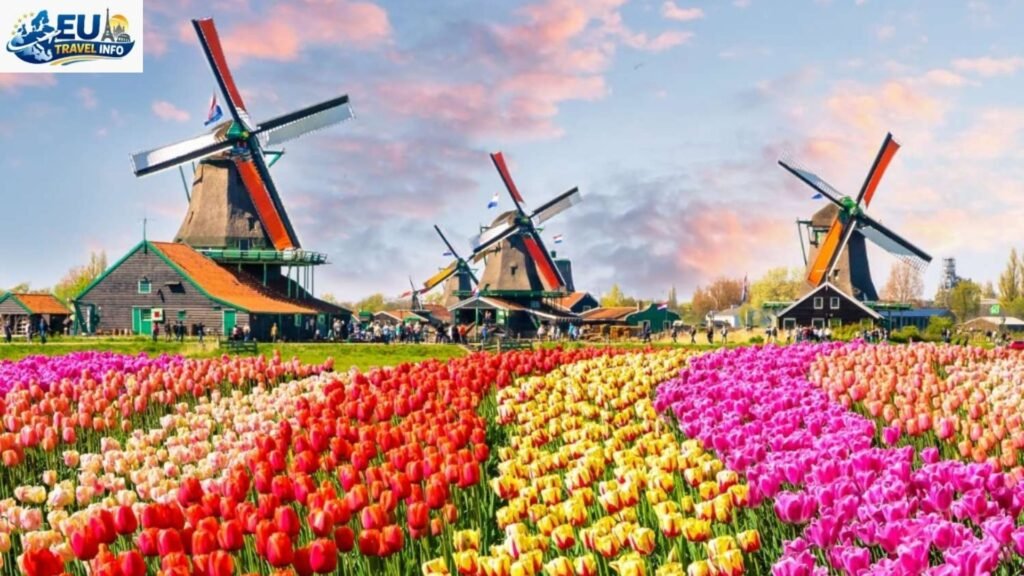 Best Time To Visit Netherlands For Tulips