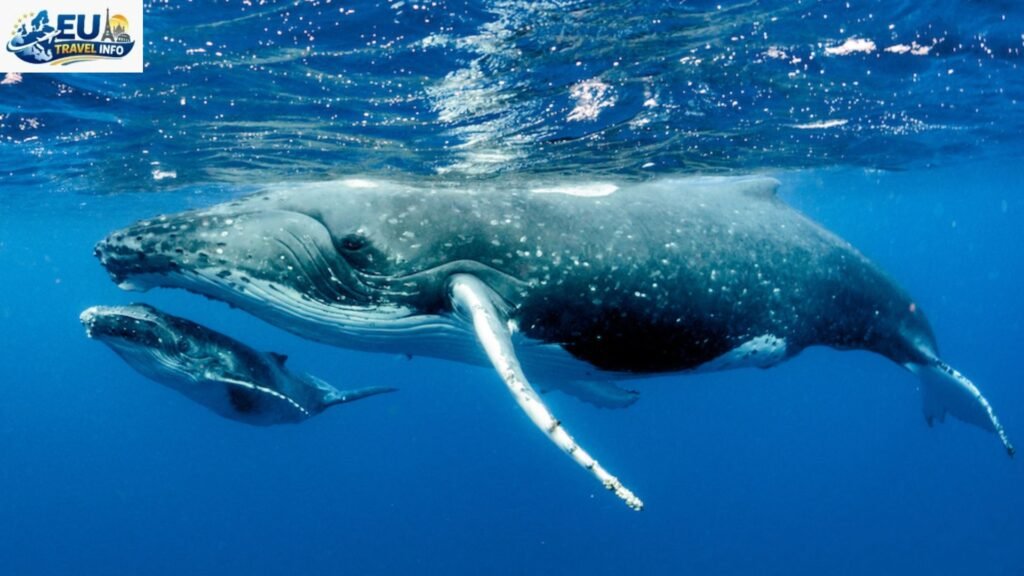 Best Time to Go to Kauai for Whale Watching