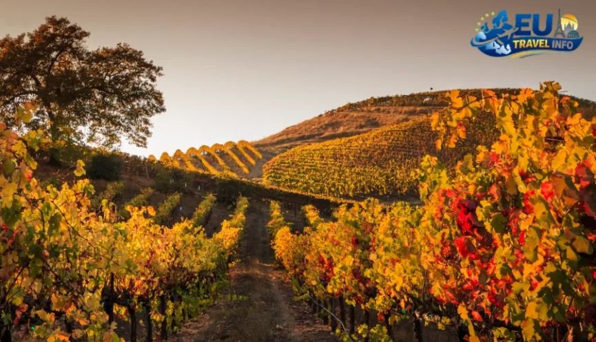 Fall Gold and Wine (September to November)