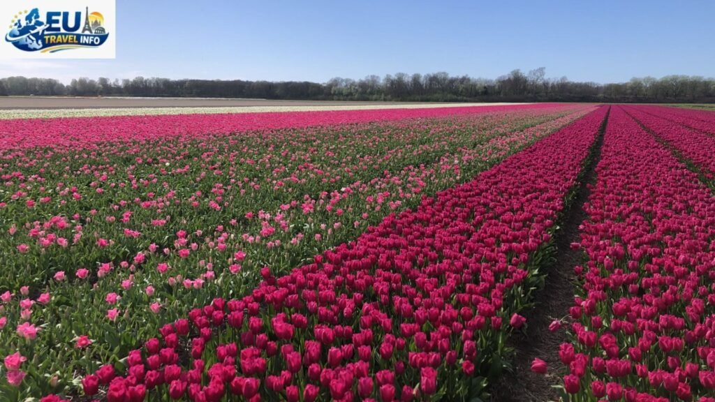 Finding the Best Time To Visit Keukenhof Gardens