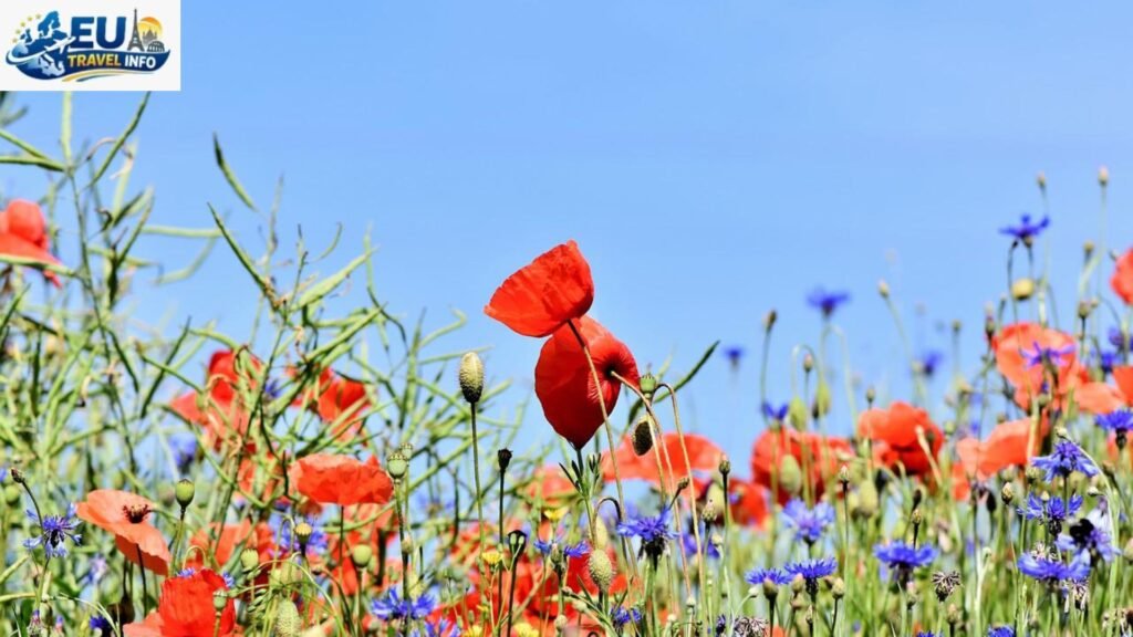 Flowers and Wildlife