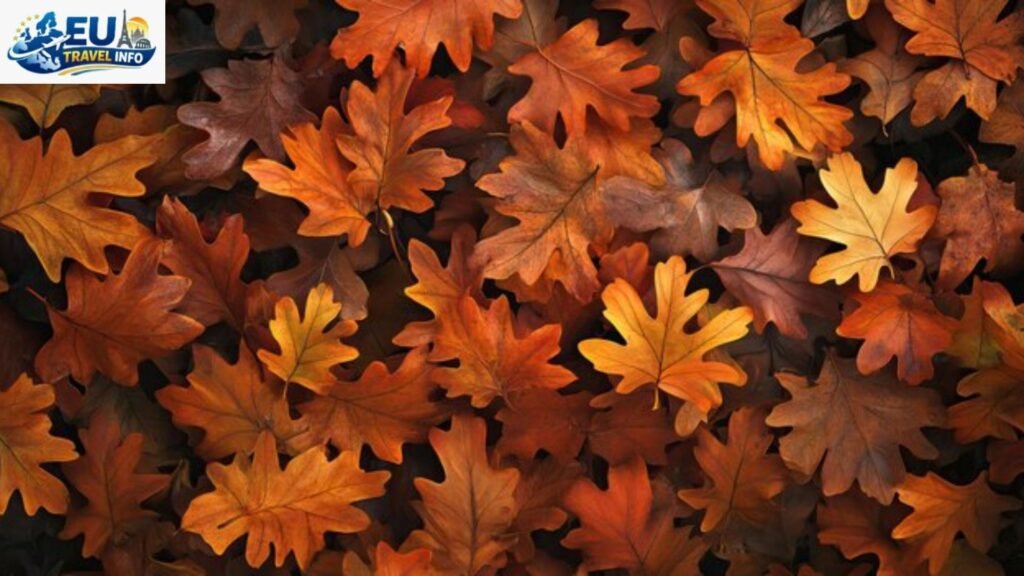 Golden Hues and Crispy Air