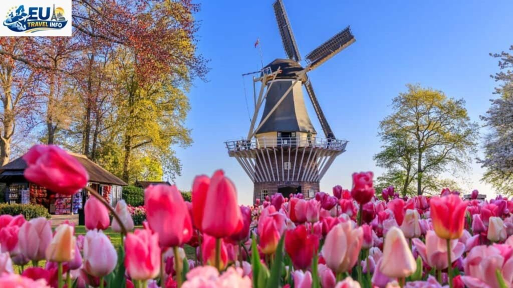 How to See the Best Time to See Tulips in Holland 2026