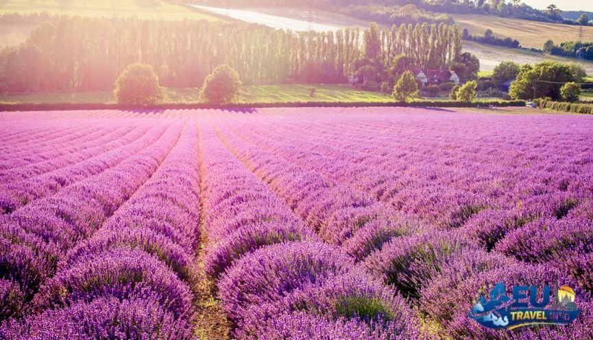 Lavender and Nightlife