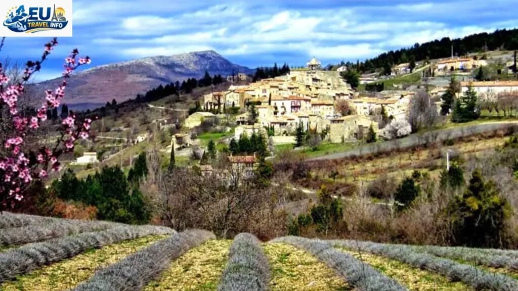 Spring Blossoms and Gentle Sun